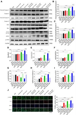 Corrigendum: Nitric oxide alleviated high salt-induced cardiomyocyte apoptosis and autophagy independent of blood pressure in rats